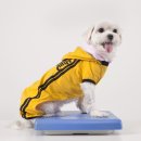 라이코 바이탈 코리아 이미지