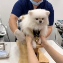 위런한방재활동물병원 이미지