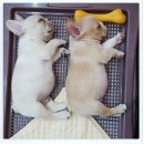 상콤 발랄 헬로퍼피 | 대전강아지분양은 상콤발랄똥꼬헬로퍼피에서 하세요