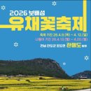 노란유채