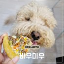 무인76 | 청라 수제간식 바우미우 강아지 무인매장 생일케이크