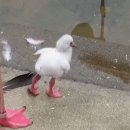 아기 flamingo 이미지