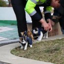 부산강서경찰서 이미지