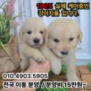 버디독 강아지분양 고양이분양 안심분양센터 광명점 이미지