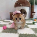 천안고양이 분양 퍼스트캣 본점 이미지