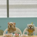 까까멍펫푸드 이미지