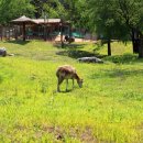 경상북도 야생동물 구조관리센터 이미지