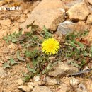 고비올 농장 이미지