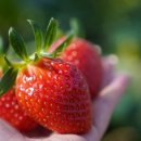 대인농장4 이미지