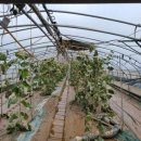 건태농장 이미지