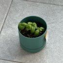 김밥모아 이미지