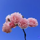 꽃밭에서 이미지