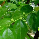 대추나무 이미지