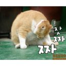 그루밍 이미지