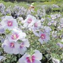 꽃 우리 이미지