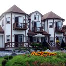 숲속의 별들 이미지