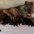 해피카우 이미지