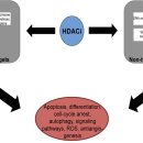 Histone deacetylase 억제의 항염증, 항암효과 기전탐구 이미지