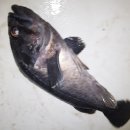 화성락실내바다낚시터 이미지