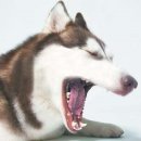 멋진강아지 이미지