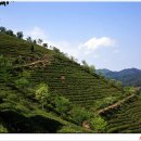 보성장식 이미지