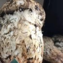 이보푸드 이미지