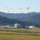 순천만 흑두루미 국제 심포지엄 이미지