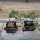 임세묵 농장 이미지