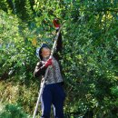 꾸지뽕 야콘 효소담기 이미지