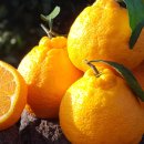 오세열농장 이미지