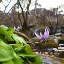 얼레지펜션 이미지