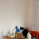 하우스 오브 올드패션 이미지