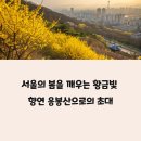 폭포낚시터 | 서울의 봄을 깨우는 황금빛 향연 응봉산의로의 초대