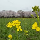 섬진강자전거길8 | [광양여행] 혼자하는 광양여행 드라이브, 섬진강유채꽃단지에서 이른 유채꽃과 벚꽃구경 후기
