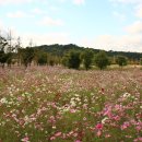 순천만국가정원 이미지