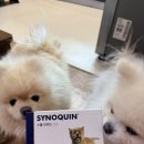 하나벳 | 강아지 슬개골탈구 관절 영양제 벳플러스 사이노퀸S 후기