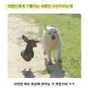 내향인