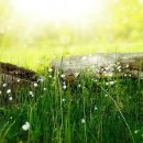 힐링원예지도사 이미지