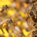 아빠 벌꿀 농장 이미지