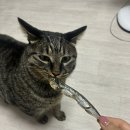 지연이네 강아지 고양이 수제간식 | [광양 중동] 고양이, 강아지 수제간식 맛집“아워댕”