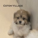 코튼빌리지 부산본점 이미지