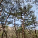 소나무동산 이미지