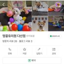 멍뭉유치원 네이버블로그