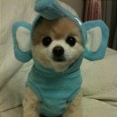 예쁜 강아지 이미지