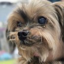 동물병원 누리에뜰 이미지