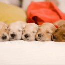 나음동물의료센터 이미지