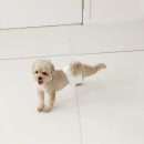 멍그니엘 애견호텔 서울강동점 이미지