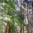 보성녹돈판매점 | 녹차밭 녹돈삼합 보성