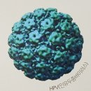 HPV바이러스 검사 (인유두종 바이러스 검사) 이미지