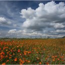 별,바람,꽃길 이미지